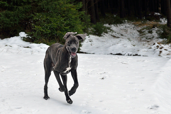 Top Five Largest Dog Breeds Ranked
