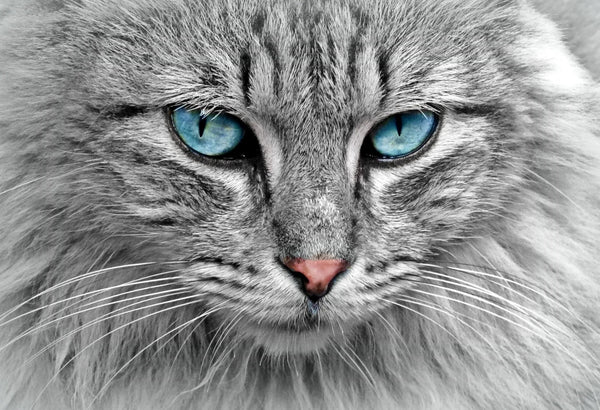 The Top Five Most Expensive Cat Breeds