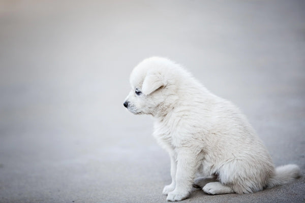 How To Deal With Losing A Pet